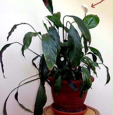 a wunda, a wunda, es is a wunda g'schegn ...