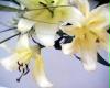 blume2