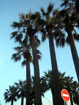 palmen