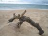 strand1