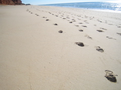 strand4