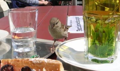Spatz_klein