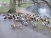 Enten füttern im Campupark ist eine sehr beliebte Beschäftigung für jung und alt in Aarhus.