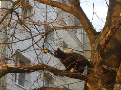 schwarze-Katze