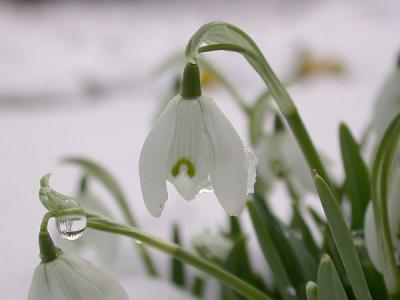 schneegloeckchen