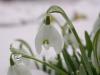 schneegloeckchen
