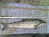 BArbe-Sommer-2006-Bild2-