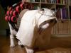 perserkatze1