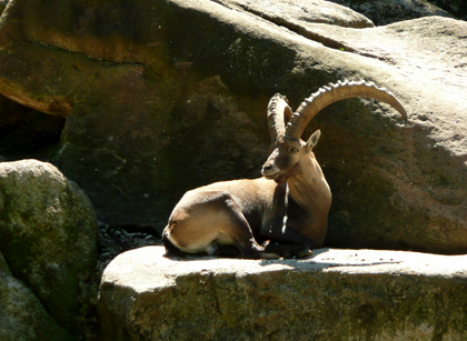 Steinbock