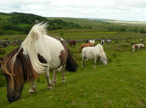 dartmoor