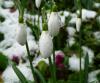 schneegloeckchen4