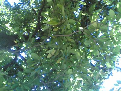 05072007-013-