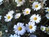 23032007-004-