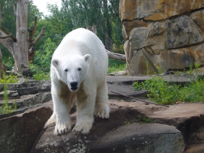 knut