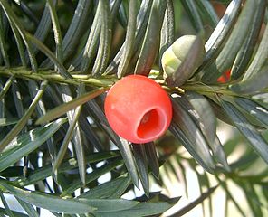 Der Becher um das Samenkorn (Arillus) ist der einzige ungiftige Pflanzenteil der Europäischen Eibe. Der Becher um das Samenkorn (Arillus) ist der einzige ungiftige Pflanzenteil der Europäischen Eibe.