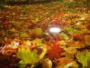Herbst-005