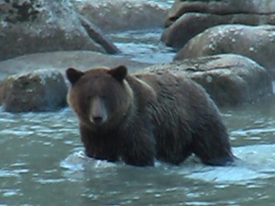 Baer-im-Wasser