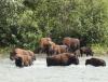 Bisons