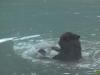 Grizzly-beim-Baden