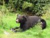Grizzly-beim-Essen