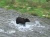 Grizzly-beim-Lachsfang