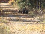 Grizzlys