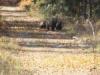 Grizzlys