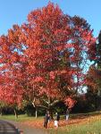 Roter-Ahorn