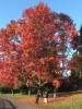 Roter-Ahorn