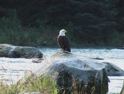 Seeadler