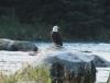 Seeadler