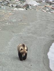 Unser-erster-Grizzly