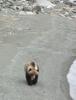Unser-erster-Grizzly
