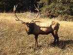 Wapiti-Hirsch2