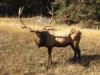 Wapiti-Hirsch2