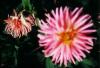 Dahlien3