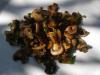 champignons