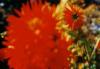 dahlien2
