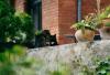 katzen
