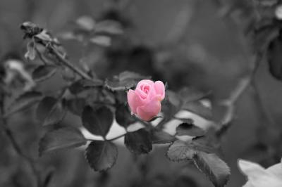 3920504002_09f44786ea