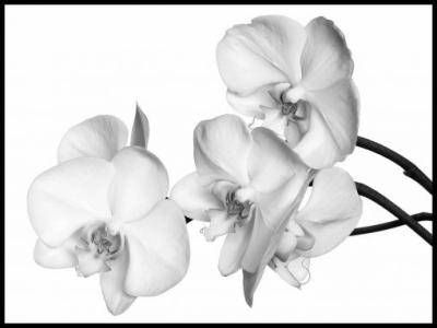 ViewFotoCommunity-774223