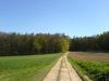 ein Feldweg führt in die Ferne des Waldes
