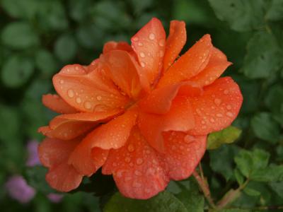 P1016937
