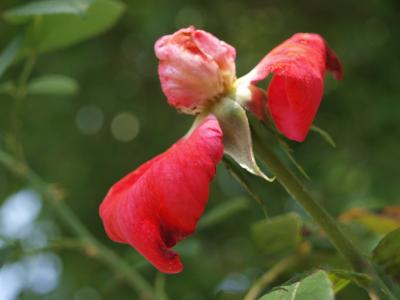 P1017323