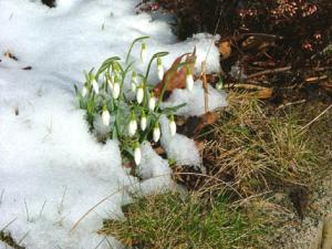 Schneegloeckchen1