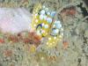 Chromodoris; ich glaub, dass ist eine Art davon, aber sicher bin ich mir nicht... genau wie in meinem Buch sieht sie nicht aus... aber aus der Familie kommt sie, glaub ich
