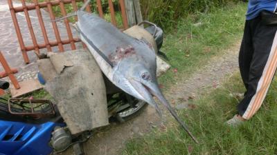 Marlin_01