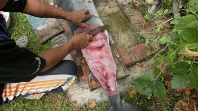 Marlin_03