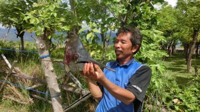 Marlin_06