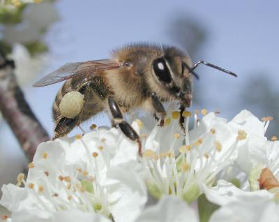 Biene-Plumpollen0060